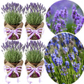 4 Light Blue Lavender Plants Live Starter Plants Plug Size 1-3" in Tall, Hardy Perennial Lavender for Garden and Landscape with Fragrant Purple Blooms, No Pot