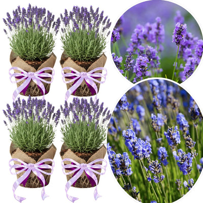 4 Light Blue Lavender Plants Live Starter Plants Plug Size 1-3" in Tall, Hardy Perennial Lavender for Garden and Landscape with Fragrant Purple Blooms, No Pot
