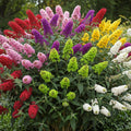 Random Butterfly Bush Live Shrub Plant Shrub, Buddleia Bush Well Rooted, 5 to 10 Inc Tall