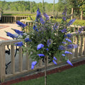 Light Blue Butterfly Bush Live Shrub Plant Shrub, Buddleia Bush Well Rooted, 5 to 10 Inc Tall