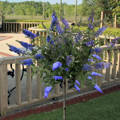 Light Blue Butterfly Bush Live Shrub Plant Shrub, Buddleia Bush Well Rooted, 5 to 10 Inc Tall