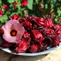 Hibiscus Sabdariffa Plant Live, Red Roselle Hibiscus Plant Live, Jamaican Sorrel Hibiscus Flowers, 4-8 Inch Tall, in 4" Pot