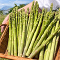 10 Green Asparagus Roots, Bare Root Asparagus Crowns for Planting, Hardy Perennial Vegetable Garden