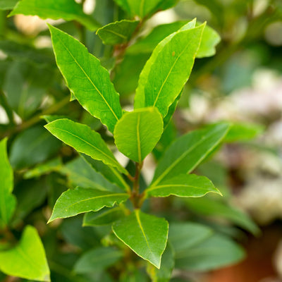 Bay Leaf Plant, Bay Laurel Tree Live Plant, 1 Year Old Laurus Nobilis, 8"-10" from Bottom Pot, Fragrant, Zone 8-11 for Indoor Outdoor Planting