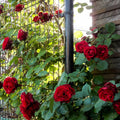 Velvet Red Black Climbing Rose Live Plant, Can Grow As Rose Bushes Shrubs, Fragrant Ready to Plant, Starter Size, 5 to 10 Inc Tall, Dormant in Winter