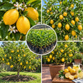 Live Meyer Lemon Tree, Potted Citrus Plant, 3-5 Inches Tall