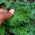 Kale Plants Live for Planting, Live Kale Vegetable in 4" Pot, 3 to 5 Inches Tall, 3 Plants Per Pot, Starter Plant for Home Garden