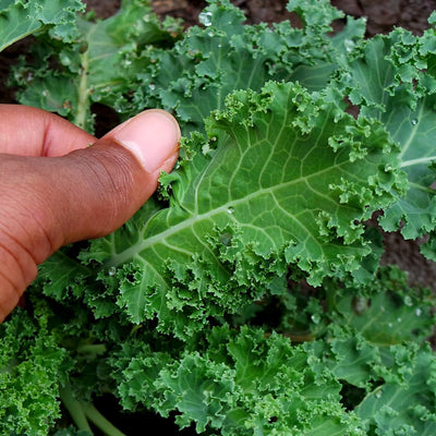 Kale Plants Live for Planting, Live Kale Vegetable in 4" Pot, 3 to 5 Inches Tall, 3 Plants Per Pot, Starter Plant for Home Garden
