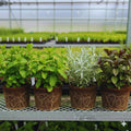 4 Random Herbs Plant Live, Basil, Rosemary, Stevia, Lemon Balm, Other Herb Plant, Live Herb Collection for Gardening, Well Rooted, No Pot