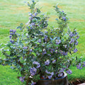 Easy Growing Blueberry Plant Live for Planting, Blueberry Bushes for Planting, 4"-7" Cold Hardy Blueberries Southern Highbush