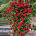 Climbing Roses Live Plant, Climbing Rose Plant Live, 5 to 7'' Tall, Fragrant Flower Bush Plants for Gardening (Don Juan)