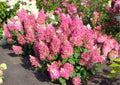 Cold Hardy Hydrangea Live Plant Tree, 5"-10" Hydrangea Bush Live Shrub Starter Plants, Dormant in Winter, White to Rose Pink Color Blooms