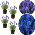 4 Lavender Plants Live Starter Plants Plug 1-3" in Tall, Hardy Perennial Lavender for Garden and Landscape with Fragrant Purple Blooms, No Pot (Phenomenal)