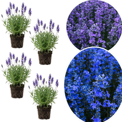 4 Lavender Plants Live Starter Plants Plug 1-3" in Tall, Hardy Perennial Lavender for Garden and Landscape with Fragrant Purple Blooms, No Pot (Phenomenal)