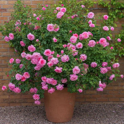 Pink Bloom Rose Bushes Shrubs Climbing Climber Live Plant, Pink Rose for Planting, Starter Size, 4 to 10 Inc Tall