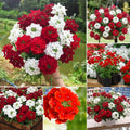 Set 2 Verbena Plants, Live Flowering Verbena Plant, Vibrant Flower Plant for Indoor Outdoor Planting, Hardy and Well Rooted, 4-8 Inches Tall