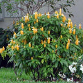 2 Yellow Shrimp Plants for Garden, 3 Inc to 5 Inch Tall, Fragrant Flower Live Plant, Shrimp Live Plants, Live Shrimp Plants