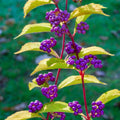 Beautyberry Tree Live Plant, Live Purple Beauty Berry Shrub in 4'' Pot, Outdoor Purple Berry Landscape Plant