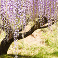 Purple Wisteria Tree Live Plant Well Rooted in 4 Inch Pot, Fragrant Wisteria Flowers for Outdoor Planting, 4 to 7 Inches Height