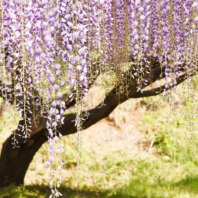 Purple Wisteria Tree Live Plant Well Rooted in 4 Inch Pot, Fragrant Wisteria Flowers for Outdoor Planting, 4 to 7 Inches Height