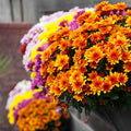 2 Assorted Chrysanthemum Plants Live, Vibrant Mum Flower Plants for Garden Landscape from 5 Inc Long