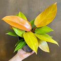 Philodendron Plant in 4 Inch Pot, Tropical Indoor Houseplant, Easy Care Foliage Plant for Home, Office, or Patio (Orange Philodendron)