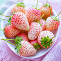 Set 10 Strawberry Bare Roots, Strawberry Plant Live, 5 to 7 Inc Tall, Fruit Garden (White)