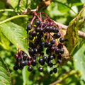 2 Black Elderberry Live Plants, Bare Root Berry Plant, 10-12 Inch Tall
