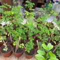 2 Moringa Drumstick Trees Plants Live, Malunggay Well-Rooted, 6 to 8 Inches Tall, Horseradish Tree, Moringa Oleifera