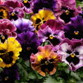 Pack of 2 Pots Pansies Live Plant, Pansy Flower Plant, Vibrant Blooms Pansies Plants for Outdoor Garden