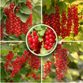 Live Currant Bush Plant Fast Growing, Ready Bear Fruit Within 1 Year - No NC, WV, NH, 6-14" Tall, Great for Backyard or Orchard Growing, Currant Plant (Red)