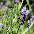 2 French Lavender Plants Live Outdoor Indoor, in 4" Pots, Cold Hardy Fragrant Perennial Herb for Garden and Landscape, 4-8 Inch Tall