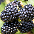 Chester Thornless BlackBerry Plants Live for Planting, 8 Months Old BlackBerry Fruit Tree for Growing Outdoor, High Yielding, Dormant in Winter