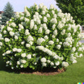 White Hydrangea Bush Plant Tree Live Shrub in Pot, Starter Plant 4 to 9 Inches, Hydrangea Tree, Dormant, Change Color Blooms