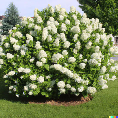 White Hydrangea Bush Plant Tree Live Shrub in Pot, Starter Plant 4 to 9 Inches, Hydrangea Tree, Dormant, Change Color Blooms