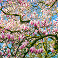 Saucer Magnolia Tree Live Plant, Magnolia Plant Live 6 to 12 Inches Tall, in 2.5 Inches Pot, Pink Magnolia Bush Fragrant Magnolia Flowers