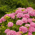 Hydrangea Live Plant in 2.5 Inc Pot, Hydrangea Tree Shrub Bush Perennial Outdoor Planting, Change Color Each Season (Pink Reblooming)