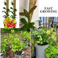 White Viburnum Tree Live Plant Shrub in Pot, 8 Months Old Bush Ready to Grow Ready to Grow Outdoor Fragrant, 6-12"