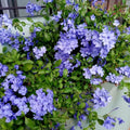 2 Blue Plumbago Live Plant 4-8 Inches Tall, Blue Plumbago Plants, Perennial Flowers Plants for Your Garden, No Pot