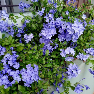 2 Blue Plumbago Live Plant 4-8 Inches Tall, Blue Plumbago Plants, Perennial Flowers Plants for Your Garden, No Pot