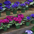 One Random African Violets Live Plant, African Violet Plant, House Plant Flower Home Decoration, 4 Inc Pot