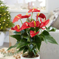 Anthurium Flower Live Plant, House Plant Live, Red Anthurium Plant Live, 5 to 7 Inches Tall