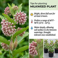 2 Milkweed Live Plants 4–7 Inches Tall, Milkweed Flowering Plants for Garden Beds, Borders or Landscape (Pink Milkweed)