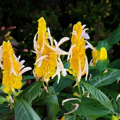 2 Yellow Shrimp Plants for Garden, 3 Inc to 5 Inch Tall, Fragrant Flower Live Plant, Shrimp Live Plants, Live Shrimp Plants