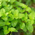 Pack 2 Peppermint Plants Live, 4-6 Inch Tall Peppermint Herb Starter Plant, Bare Root, Fragrant Mint Plants for Indoors Outdoors Gardens