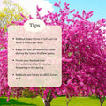 Purple Redbud Plant Live, Eastern Redbud Trees in Quart Pot, Cold Hardy Ornamental Flowering Tree, Winter Dormant