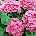 6"-1 Feet Pink to Blue Purple Hydrangea Bush Plant Tree Live Shrub, Dormant, Starter Plant, Change Color, Cold Hardy Variety