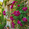 Climbing Roses Live Plant, Climbing Rose Plant Live, 5 to 7'' Tall, Fragrant Flower Bush Plants for Gardening (Purple Red)