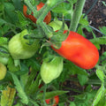 Tomato Plant Live 4 Inch Pot, Small Fruit Tomato Plant for Raised Beds, Patio Containers or Outdoor Growing, 4-6 Inches (San Marzano Tomato)