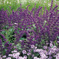 Violet Blue Purple Sage Live Plant, Salvia Plant Live Herb for Grow Indoors Outdoor in 3 Inch Pot